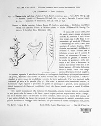 Dasyscyphus calycinus image